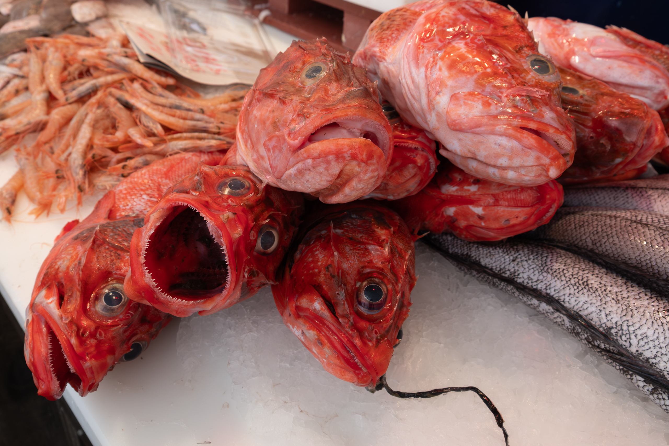 Cabracho – rote Drachenköpfe auf dem Fischmarkt